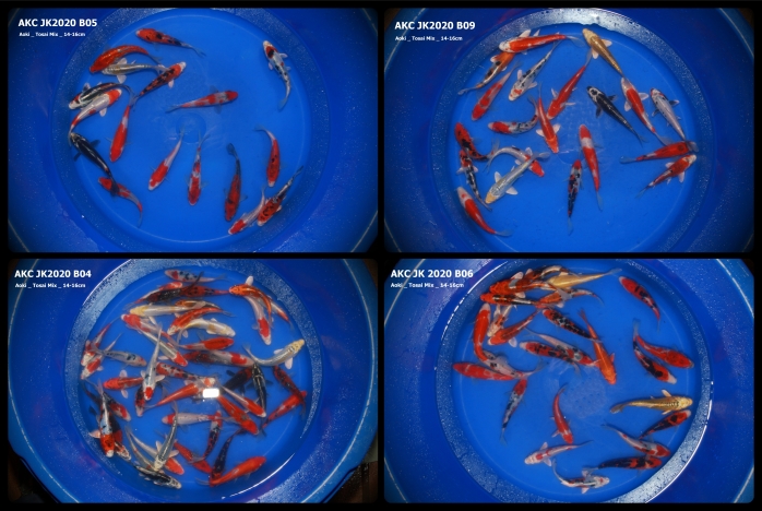 AKC KOI Import 2020 _ Aoki Tosai Mix